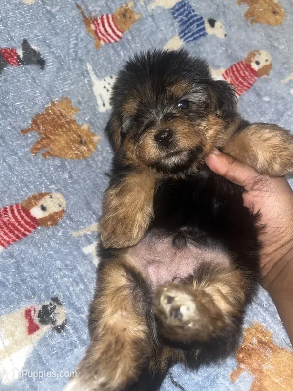 Marvin  – Yorkipoo, Yorkshire Terrier puppy for sale in Gastonia, NC