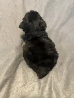 Barbie , a female Yorkipoo for sale in Gastonia, NC – 3 of 4
