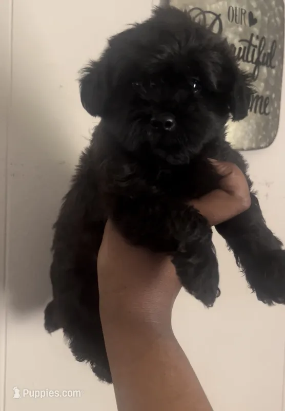 Ken  – Yorkipoo puppy for sale in Gastonia, NC