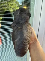Ken , a male Yorkipoo for sale in Gastonia, NC – 4 of 5