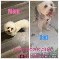 Ken , a male Yorkipoo for sale in Gastonia, NC – 5 of 5