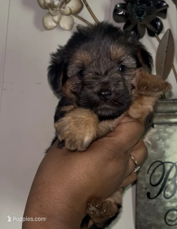 Scar  – Yorkipoo, Yorkshire Terrier puppy for sale in Gastonia, NC