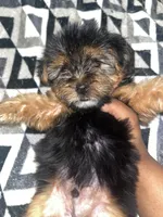 Porky, a male Yorkipoo and Yorkshire Terrier for sale in Gastonia, NC – 3 of 3