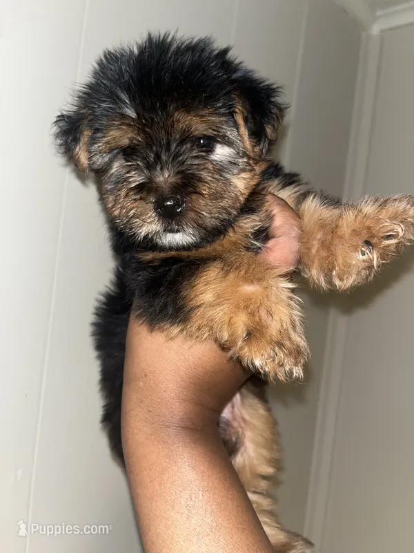 Porky – Yorkipoo, Yorkshire Terrier puppy for sale in Gastonia, NC
