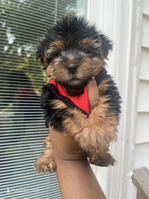 Porky – Yorkipoo, Yorkshire Terrier puppy for sale in Gastonia, NC