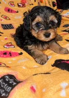 Spanky , a male Yorkipoo and Yorkshire Terrier for sale in Gastonia, NC – 4 of 4