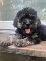 Barbie , a female Yorkipoo for sale in Gastonia, NC – 5 of 5