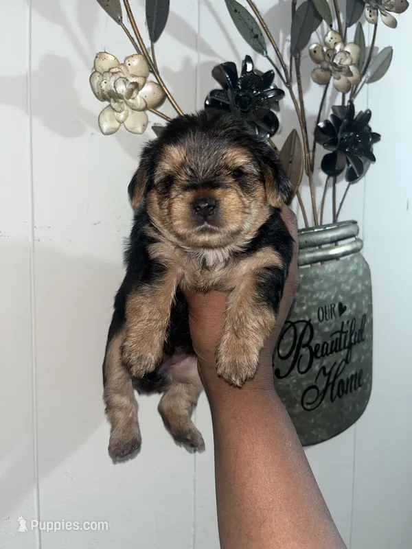Pumbaa – Yorkipoo, Yorkshire Terrier puppy for sale in Gastonia, NC