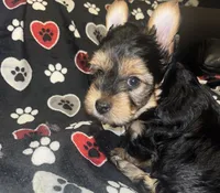 Jasper , a male Yorkshire Terrier for sale in Shelby, NC – Photo 2 of 3