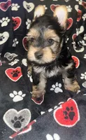 Jasper , a male Yorkshire Terrier for sale in Shelby, NC – Photo 3 of 3