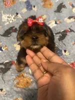 Tweety, a female Yorkipoo and Yorkshire Terrier for sale in Gastonia, NC – 5 of 5