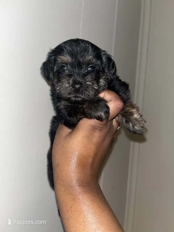 Brooklyn  – Yorkipoo puppy for sale in Gastonia, NC