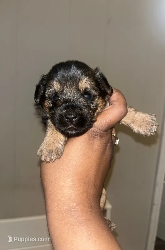 Scar  – Yorkipoo, Yorkshire Terrier puppy for sale in Gastonia, NC