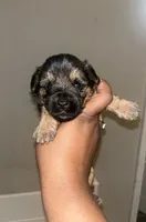 Scar , a male Yorkipoo and Yorkshire Terrier for sale in Gastonia, NC – 1 of 4