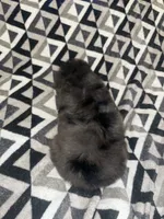 Stitch  pet home only!!!, a male Yorkipoo and Poodle - Toy  for sale in Gastonia, NC – 4 of 6