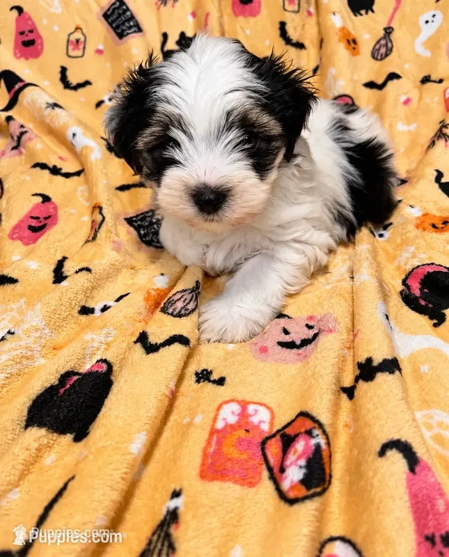 Bear , a male Yorkshire Terrier for sale in Gastonia, NC – 1 of 3