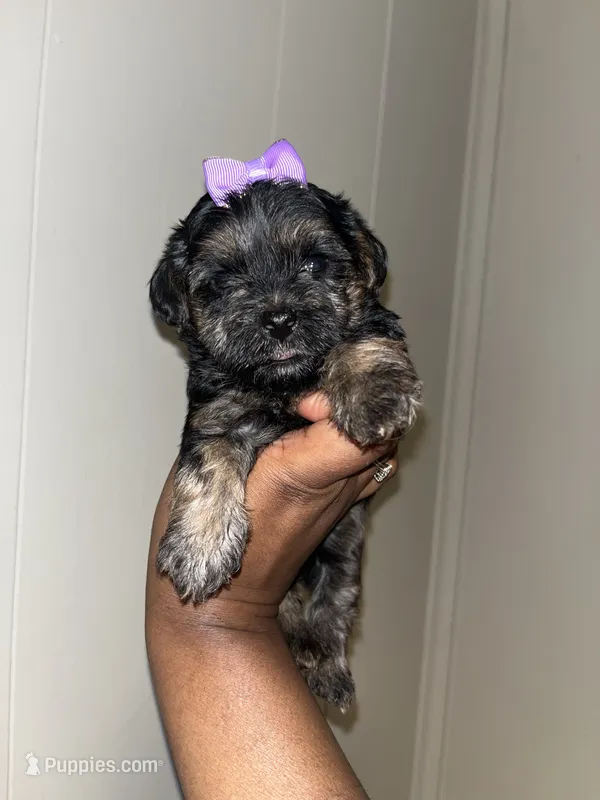 Barbie  – Yorkipoo puppy for sale in Gastonia, NC