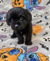 Buckwheat , a male Yorkipoo and Yorkshire Terrier for sale in Gastonia, NC – 1 of 4