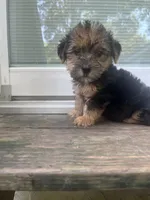 Timon, a male Yorkipoo and Yorkshire Terrier for sale in Gastonia, NC – 3 of 5