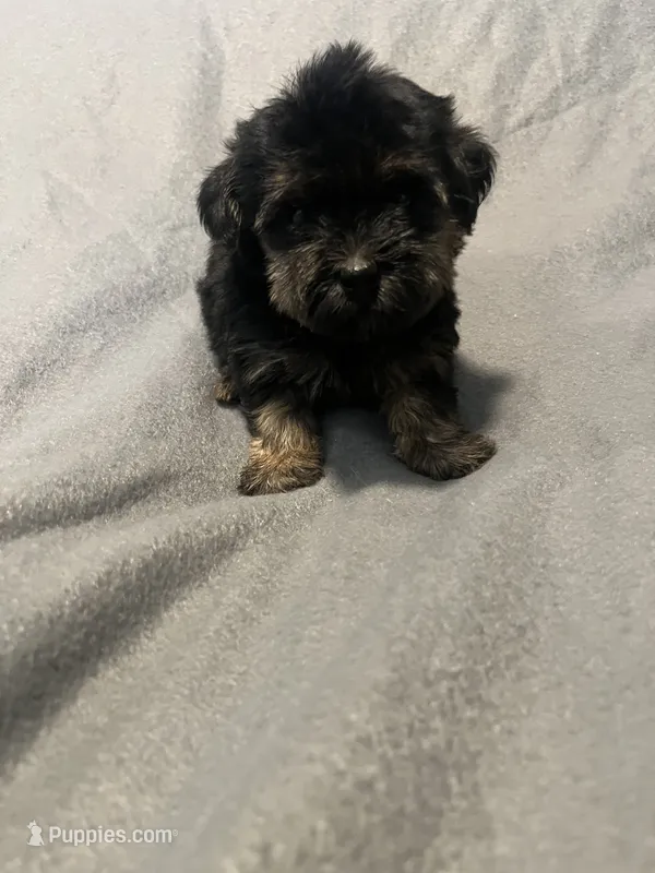 Barbie  – Yorkipoo puppy for sale in Gastonia, NC