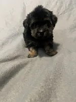 Barbie , a female Yorkipoo for sale in Gastonia, NC – 1 of 4
