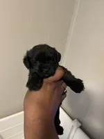Ken , a male Yorkipoo for sale in Gastonia, NC – 2 of 5
