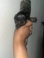 Brooklyn , a female Yorkipoo for sale in Gastonia, NC – 2 of 2