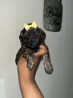 Kelly , a female Yorkipoo for sale in Gastonia, NC – 3 of 4