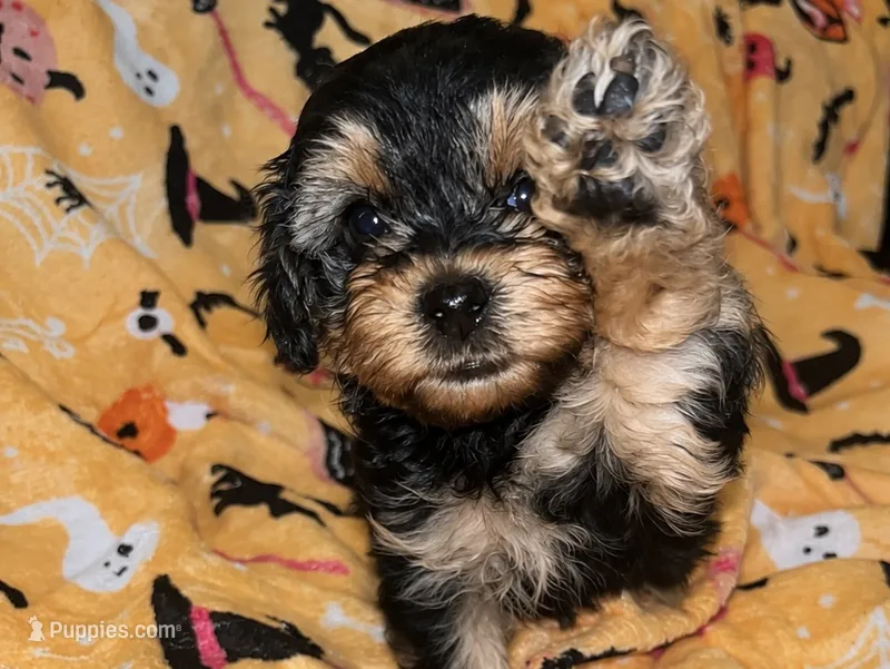 Mary ann – Yorkipoo, Yorkshire Terrier puppy on hold in Gastonia, NC
