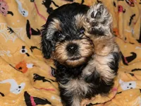 Mary ann, a female Yorkipoo and Yorkshire Terrier for sale in Gastonia, NC – 1 of 4