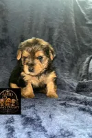 Pumbaa, a male Yorkipoo and Yorkshire Terrier for sale in Gastonia, NC – 3 of 6