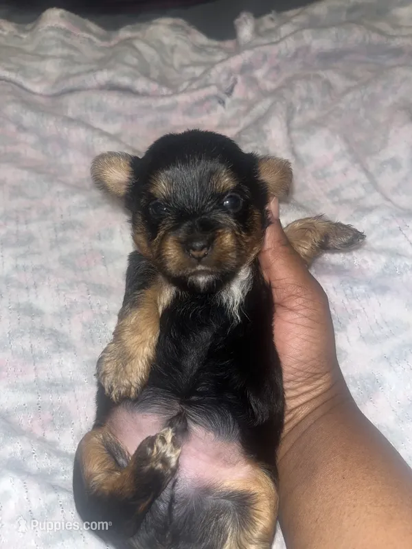 Zazu – Yorkipoo, Yorkshire Terrier puppy for sale in Gastonia, NC