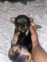 Zazu, a male Yorkipoo and Yorkshire Terrier for sale in Gastonia, NC – 1 of 4