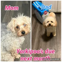 Stitch  pet home only!!!, a male Yorkipoo and Poodle - Toy  for sale in Gastonia, NC – 6 of 6