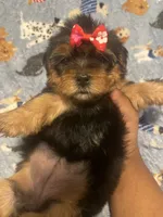 Tweety, a female Yorkipoo and Yorkshire Terrier for sale in Gastonia, NC – 2 of 5