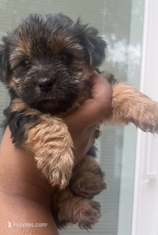 Scar  – Yorkipoo, Yorkshire Terrier puppy for sale in Gastonia, NC