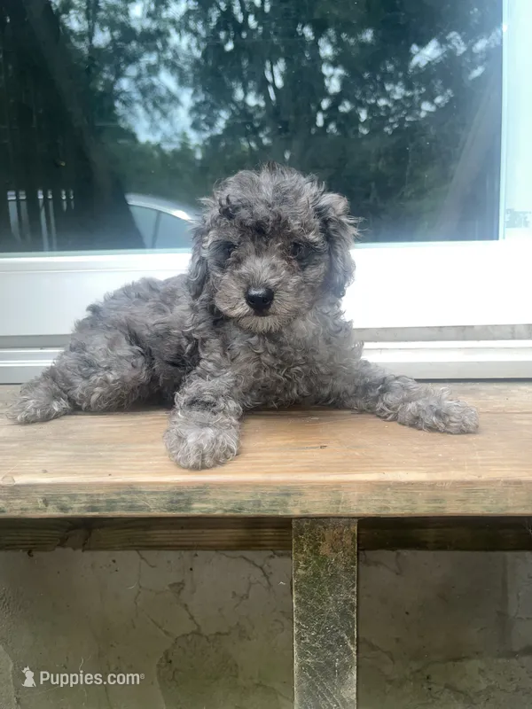 Stitch   – Yorkipoo, Poodle - Toy  puppy for sale in Gastonia, NC
