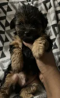 Scar , a male Yorkipoo and Yorkshire Terrier for sale in Gastonia, NC – 2 of 4