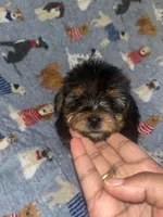 Marvin , a male Yorkipoo and Yorkshire Terrier for sale in Gastonia, NC – 4 of 4