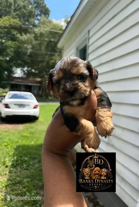 Timon – Yorkipoo, Yorkshire Terrier puppy for sale in Gastonia, NC