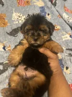Porky, a male Yorkipoo and Yorkshire Terrier for sale in Gastonia, NC – 2 of 3