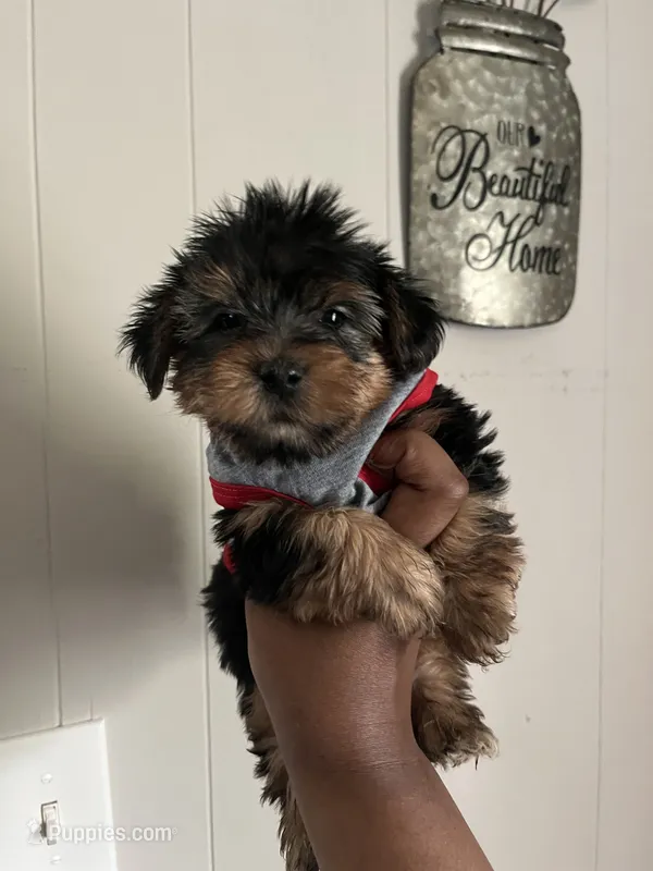 Marvin  – Yorkipoo, Yorkshire Terrier puppy for sale in Gastonia, NC