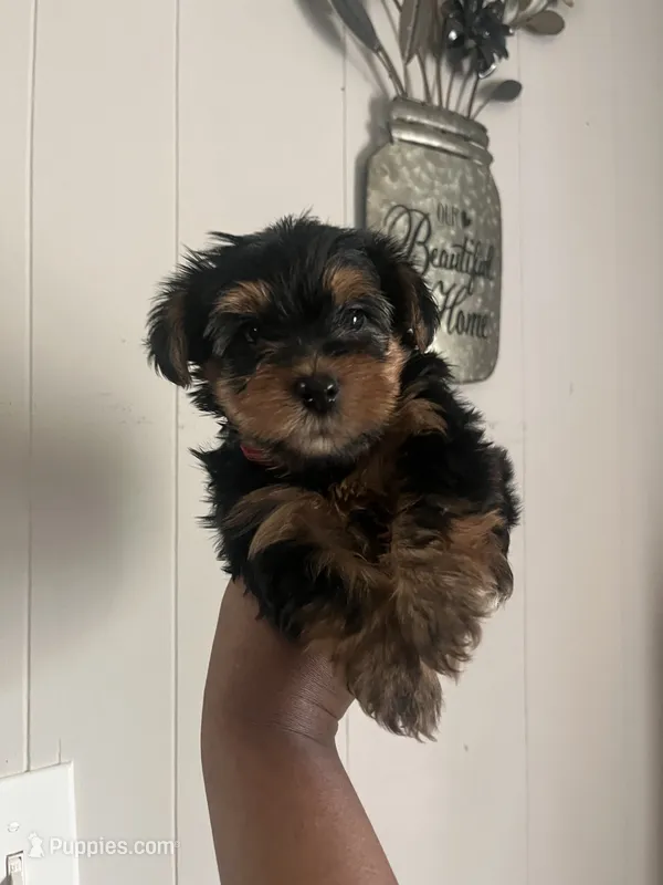 Daffy – Yorkipoo, Yorkshire Terrier puppy for sale in Gastonia, NC