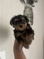 Daffy, a male Yorkipoo and Yorkshire Terrier for sale in Gastonia, NC – 3 of 5