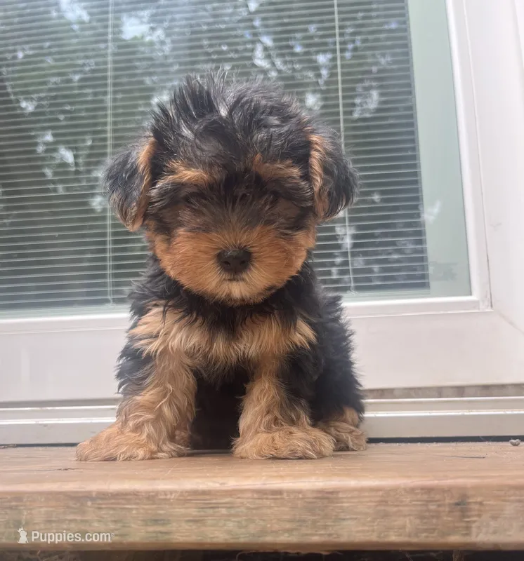 Tweety – Yorkipoo, Yorkshire Terrier puppy for sale in Gastonia, NC