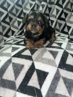 Zazu, a male Yorkipoo and Yorkshire Terrier for sale in Gastonia, NC – 3 of 3