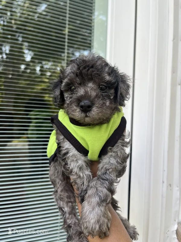 Stitch  – Yorkipoo, Poodle - Toy  puppy for sale in Gastonia, NC