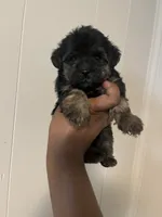 Barbie , a female Yorkipoo for sale in Gastonia, NC – 2 of 4