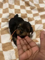 Marvin , a male Yorkipoo and Yorkshire Terrier for sale in Gastonia, NC – 2 of 4