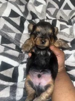 Marvin , a male Yorkipoo and Yorkshire Terrier for sale in Shelby, NC – Photo 2 of 2